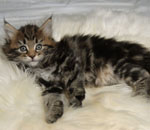 Wildfee's Norwegische Waldkatzen Wildfee's Lilli More