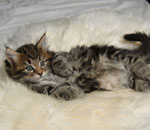 Wildfee's Norwegische Waldkatzen Wildfee's Lilli More