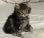 Wildfee's Norwegische Waldkatzen Wildfee's Lilli More