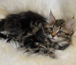 Wildfee's Norwegische Waldkatzen Wildfee's Lilli More