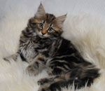 Wildfee's Norwegische Waldkatzen Wildfee's Lilli More