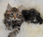 Wildfee's Norwegische Waldkatzen Wildfee's Lilli More