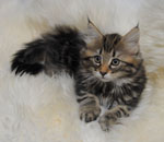 Wildfee's Norwegische Waldkatzen Wildfee's Lilli More