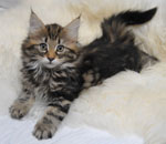 Wildfee's Norwegische Waldkatzen Wildfee's Lilli More