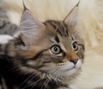 Wildfee's Norwegische Waldkatzen Wildfee's Lilli More