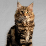 Wildfee's Norwegische Waldkatzen Wildfee's Lilli More