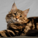 Wildfee's Norwegische Waldkatzen Wildfee's Lilli More