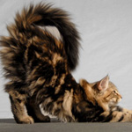 Wildfee's Norwegische Waldkatzen Wildfee's Lilli More