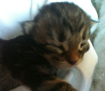 Wildfee's Norwegische Waldkatzen Wildfee's Lilli More