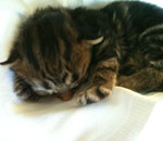 Wildfee's Norwegische Waldkatzen Wildfee's Lilli More