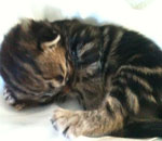 Wildfee's Norwegische Waldkatzen Wildfee's Lilli More