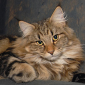 Wildfee's Norwegische Waldkatzen: WIldfee's Lilli More