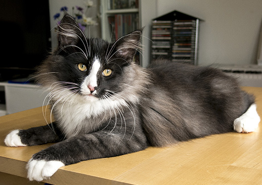 Wildfee's Norwegische Waldkatzen Murthy d'Hibernia, JW - 4 month