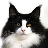 Wildfee's Norwegische Waldkatzen: Wildfee's Lilli More