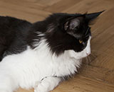 SC Wildfee's Pernilla - 7 Monate