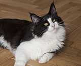 SC Wildfee's Pernilla - 7 Monate