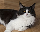 SC Wildfee's Pernilla - 7 Monate