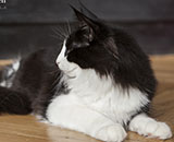 SC Wildfee's Pernilla - 7 Monate