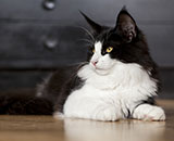 SC Wildfee's Pernilla - 7 Monate