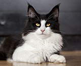 SC Wildfee's Pernilla - 7 Monate