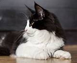 SC Wildfee's Pernilla - 7 Monate