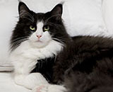 SC Wildfee's Pernilla - 1 year