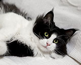 SC Wildfee's Pernilla - 1 year