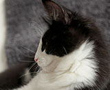 SC Wildfee's Pernilla - 4 Monate