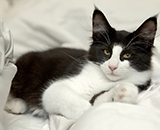 SC Wildfee's Pernilla - 4 Monate