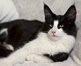 SC Wildfee's Pernilla - 4 Monate