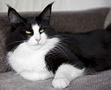 SC Wildfee's Pernilla - 1 year