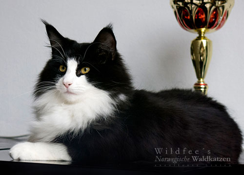 SC Wildfee's Pernilla - 1 Jahr