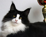 SC Wildfee's Pernilla - 1 Jahr