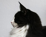 SC Wildfee's Pernilla - 1 Jahr