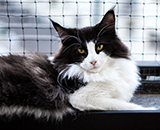 SC Wildfee's Pernilla - 11 Monate