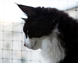 SC Wildfee's Pernilla - 11 Monate