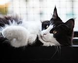 SC Wildfee's Pernilla - 11 Monate