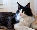 SC Wildfee's Pernilla - 11 Monate