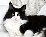 SC Wildfee's Pernilla - 7,5 Monate