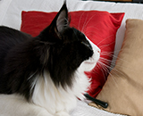 SC Wildfee's Pernilla - 7 ,5 Monate