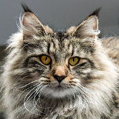 Wildfee's Norwegische Waldkatzen: WIldfee's Lilli More