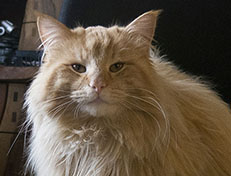 Wildfee's Quentin J.T - 1 Jahr alt