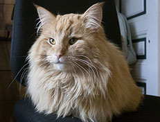 Wildfee's Quentin J.T - 1 Jahr alt