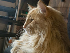 Wildfee's Quentin J.T - 1 Jahr alt