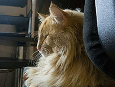 Wildfee's Quentin J.T - 1 Jahr alt