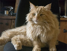 Wildfee's Quentin J.T - 1 Jahr alt