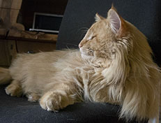 Wildfee's Quentin J.T - 1 Jahr alt