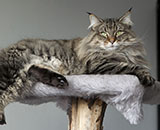 SP IC Breakaway's Once More, DSM