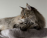 SP IC Breakaway's Once More, DSM