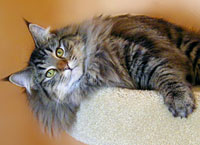 SP IC Breakaway's Once More, DSM